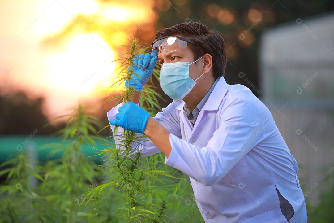 Cientista analisando cannabis