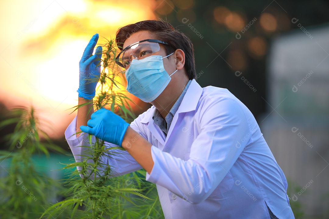 Cientista analisando cannabis