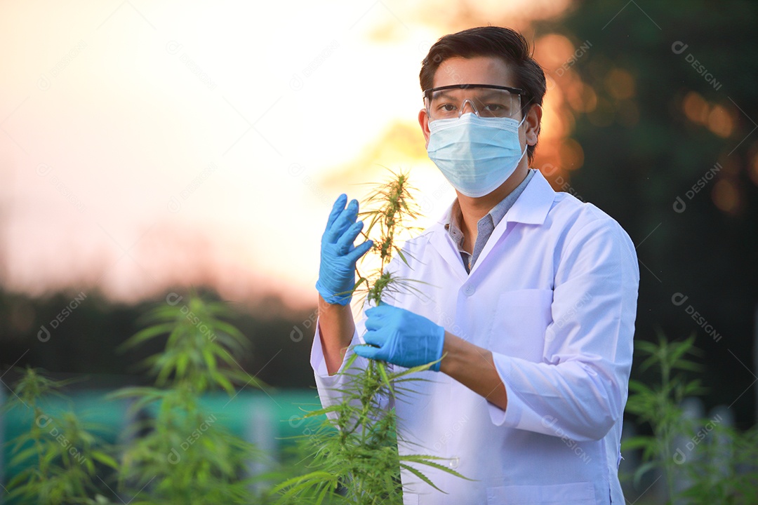 Cientista analisando cannabis
