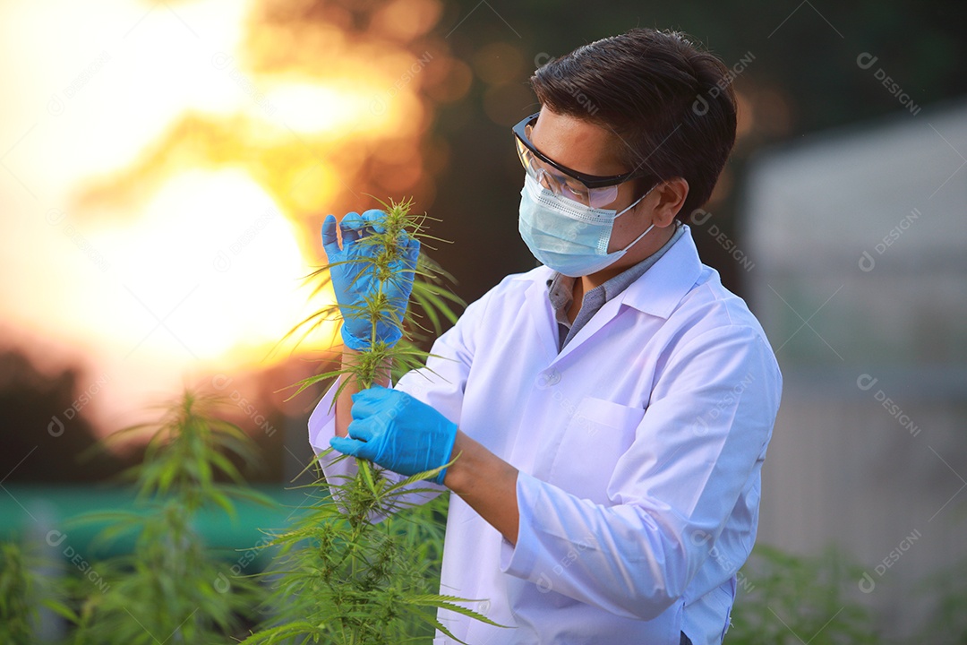 Cientista analisando cannabis