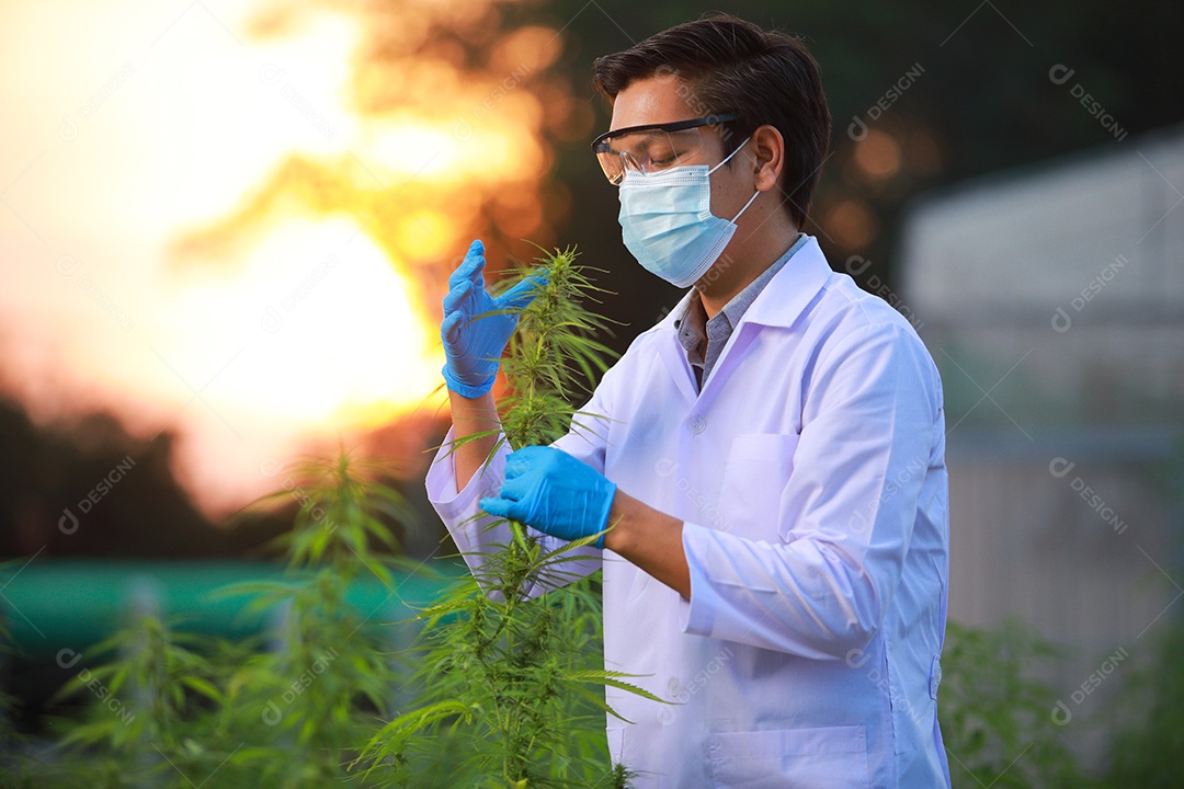 Cientista analisando cannabis