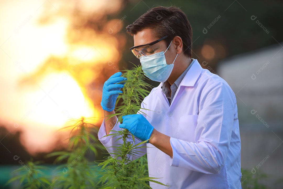 Cientista analisando cannabis