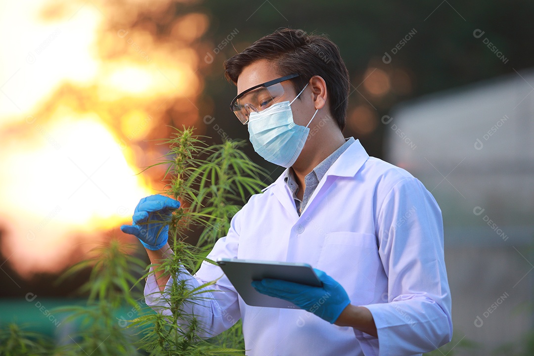 Cientista analisando cannabis