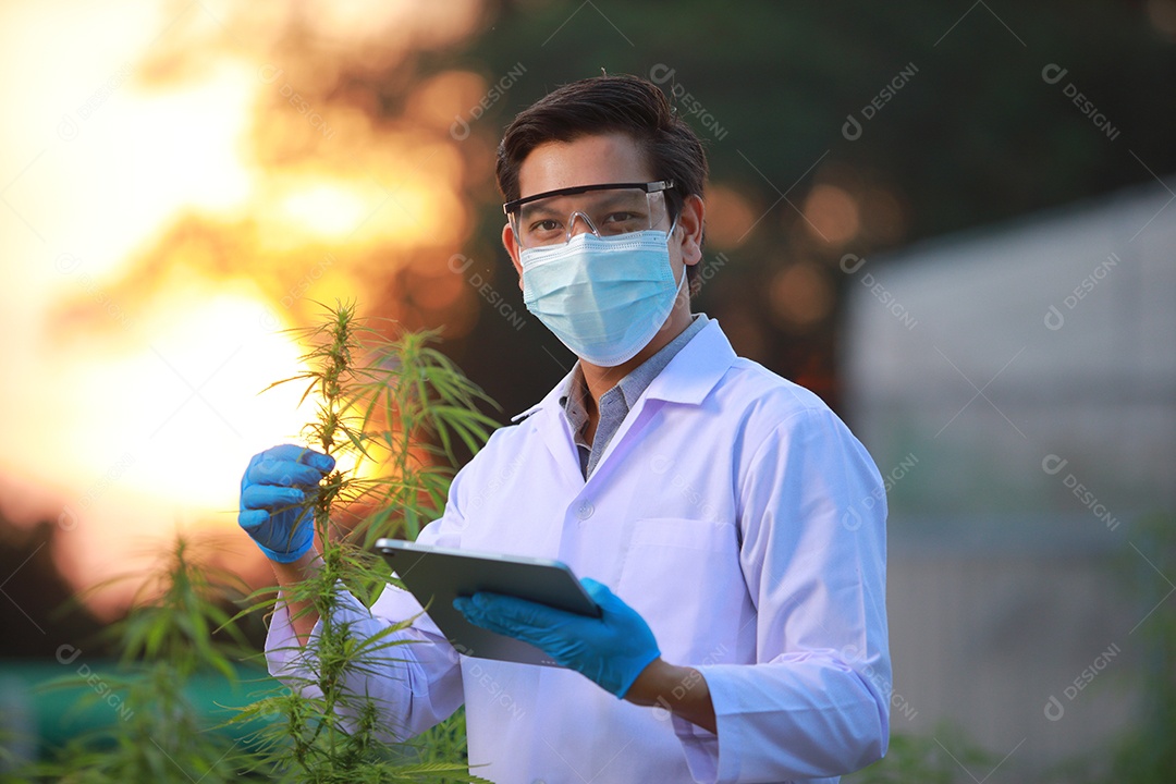 Cientista analisando cannabis