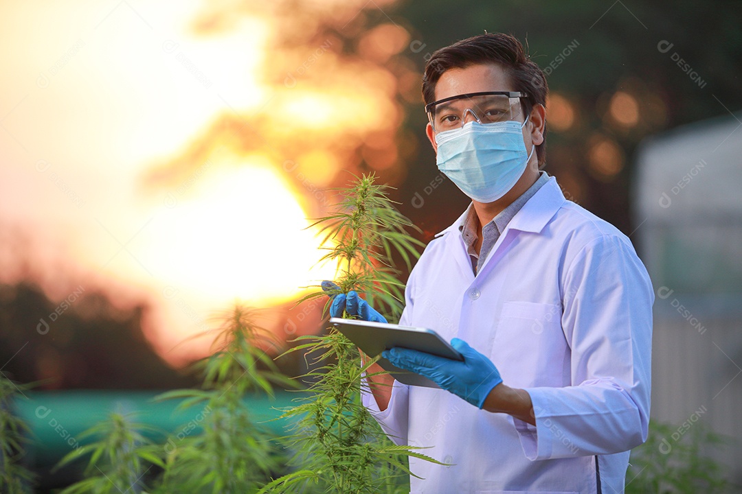 Cientista analisando cannabis