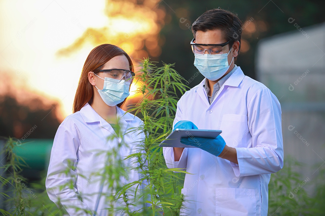 Cientista analisando cannabis