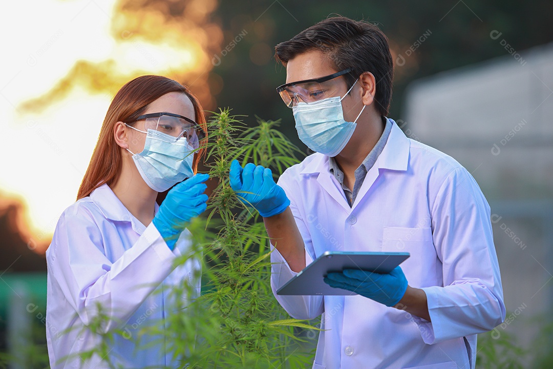 Cientistas analisando cannabis