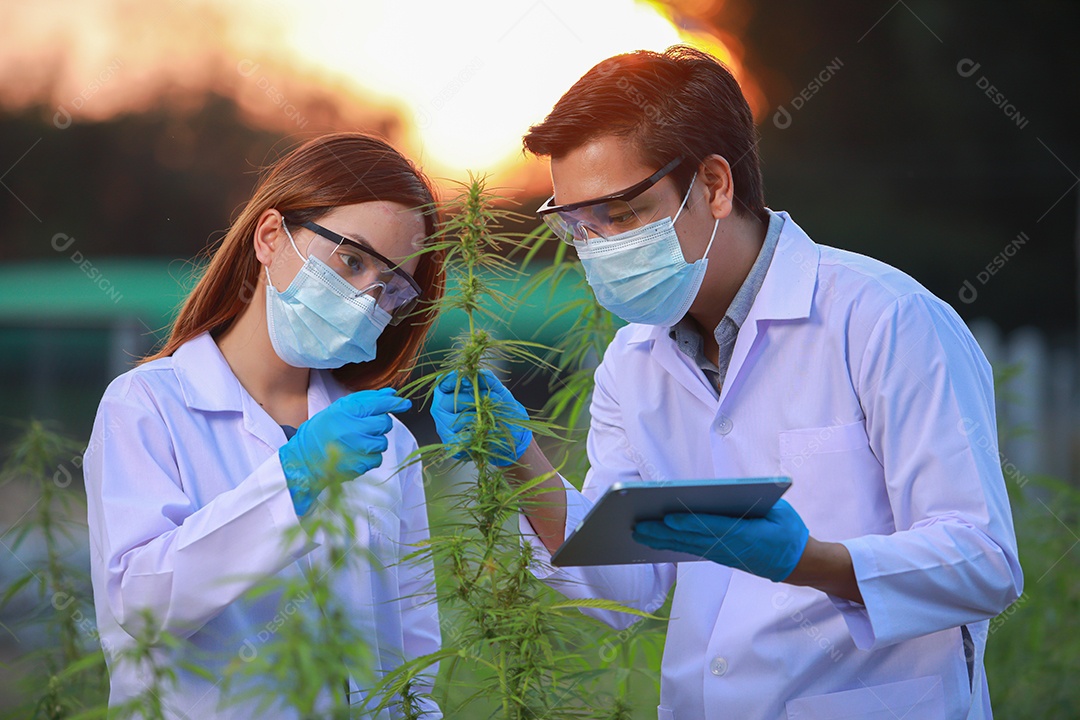 Cientistas analisando cannabis