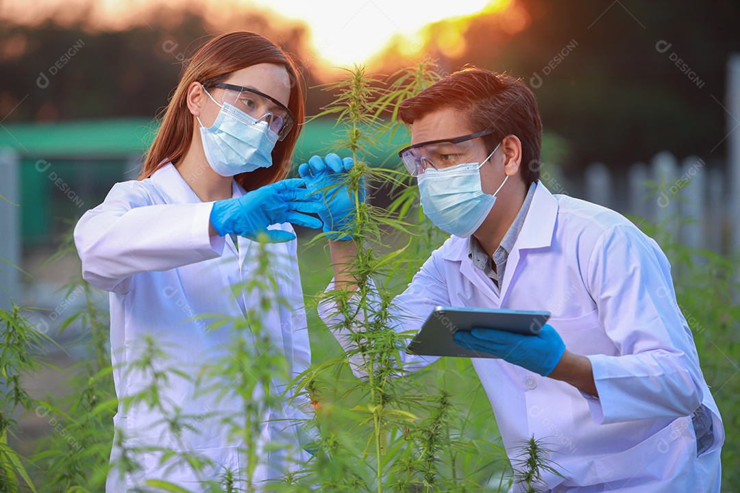 Cientistas analisando cannabis