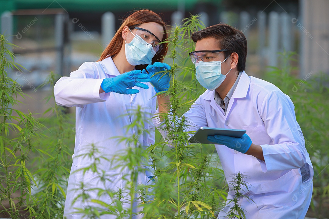 Cientistas analisando cannabis
