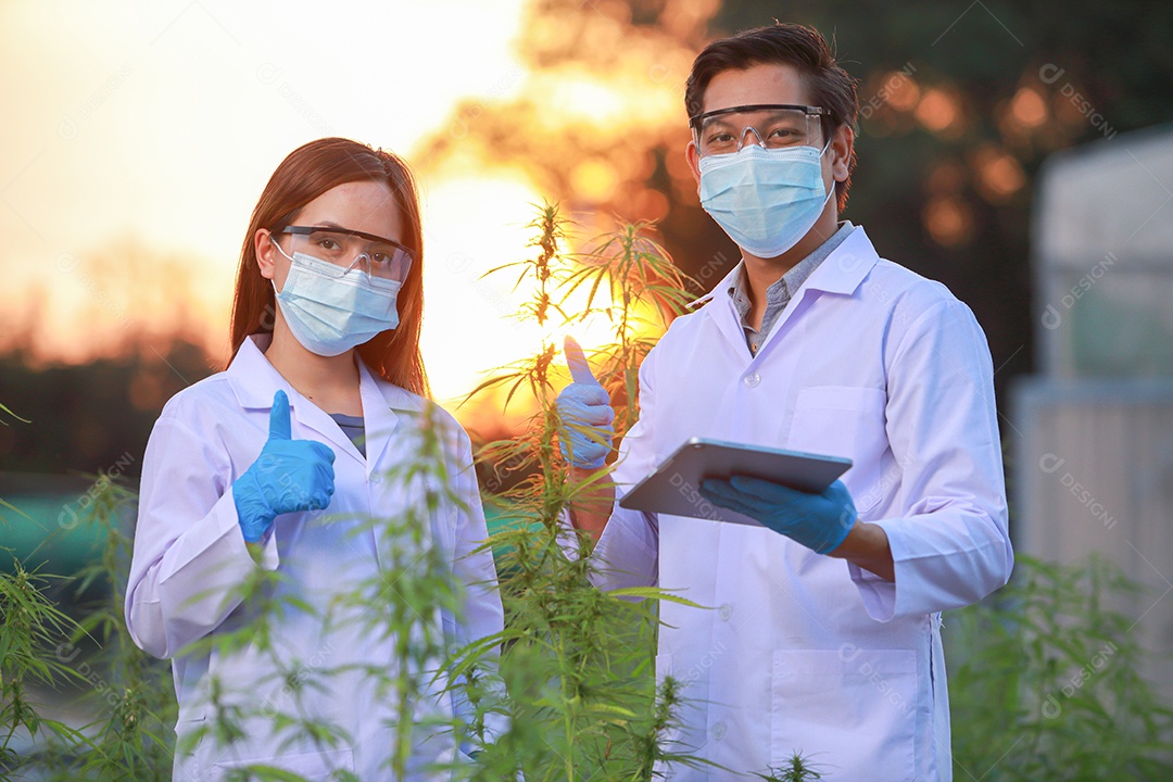 Cientistas analisando cannabis
