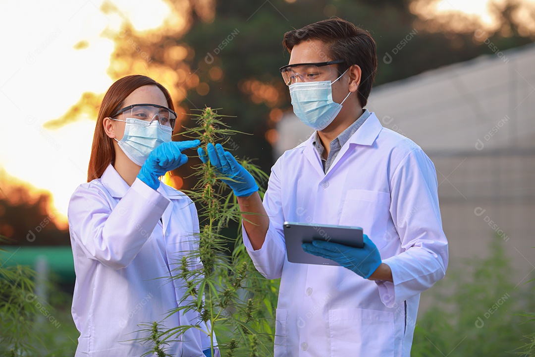 Cientistas analisando cannabis