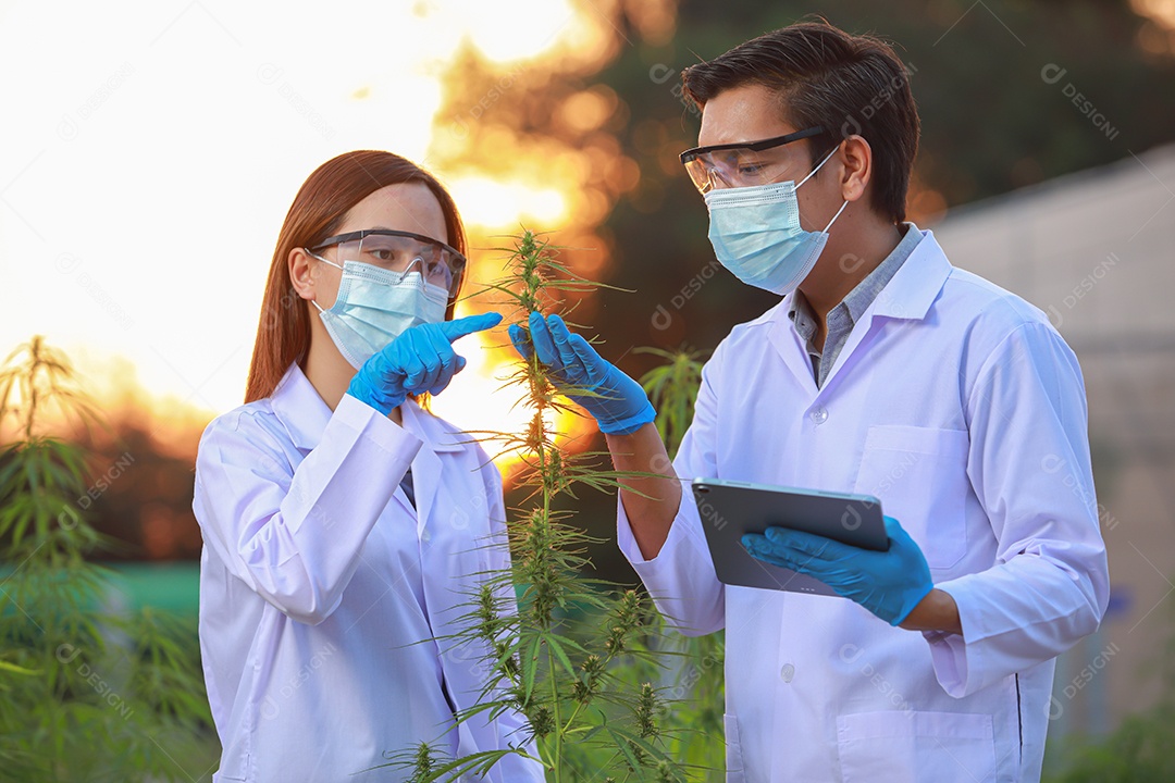 Cientistas analisando cannabis