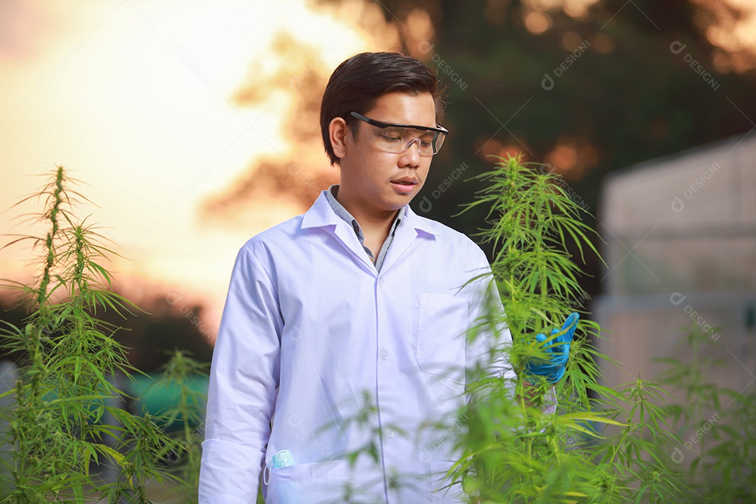 Cientista analisando cannabis