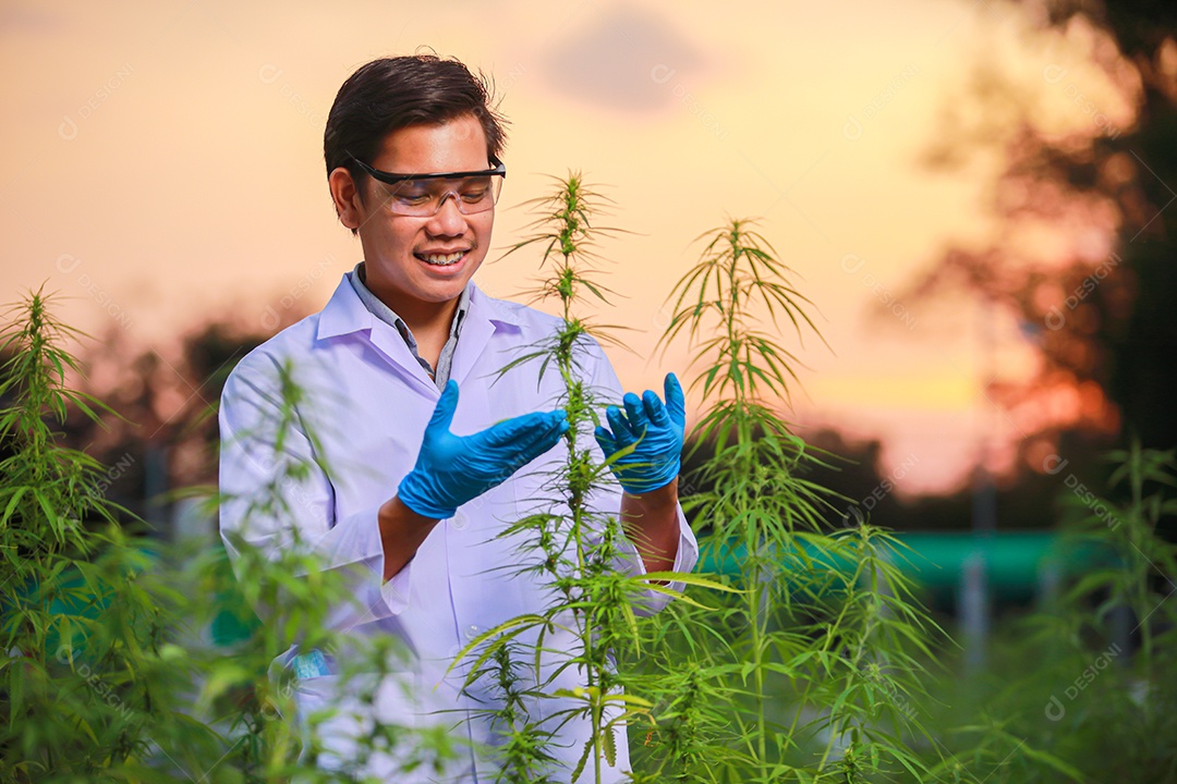 Cientista analisando cannabis