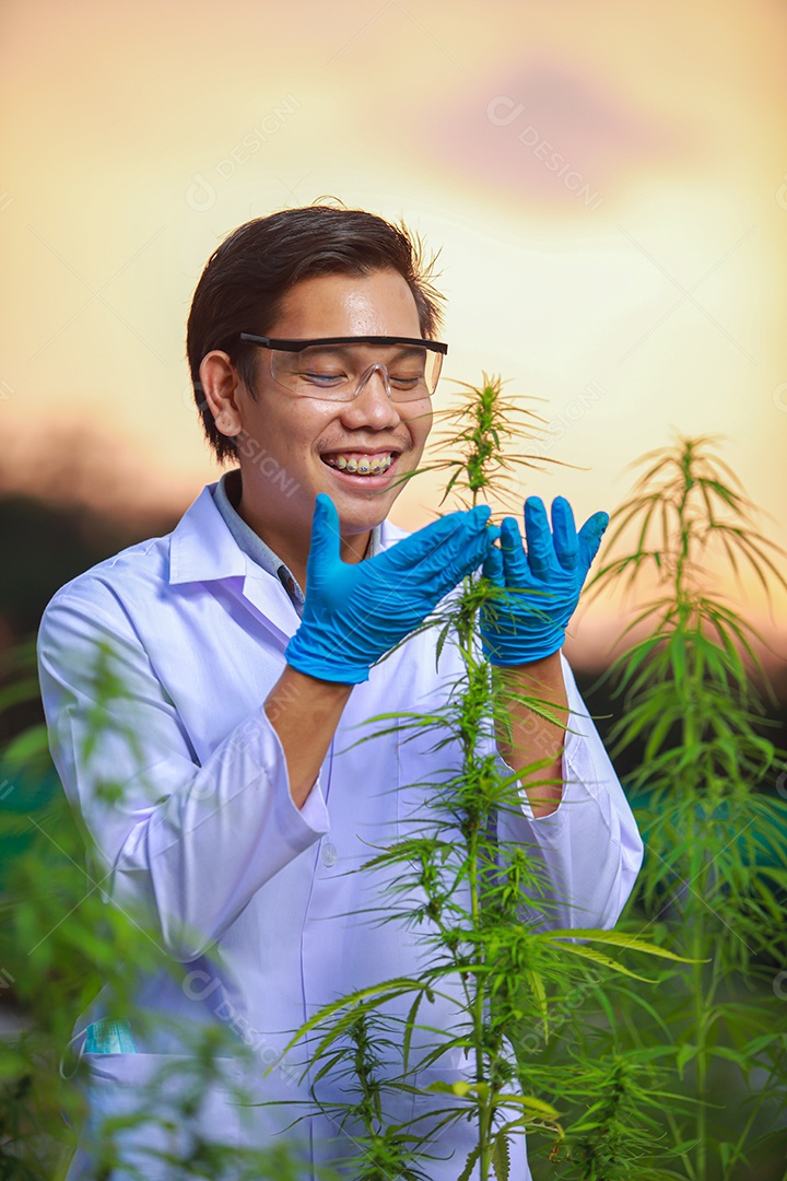 Cientista analisando cannabis