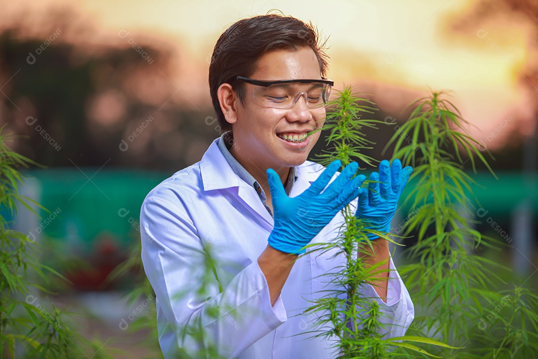 Scientist analyzing cannabis