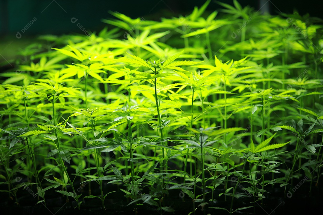 Plantio de maconha cannabis