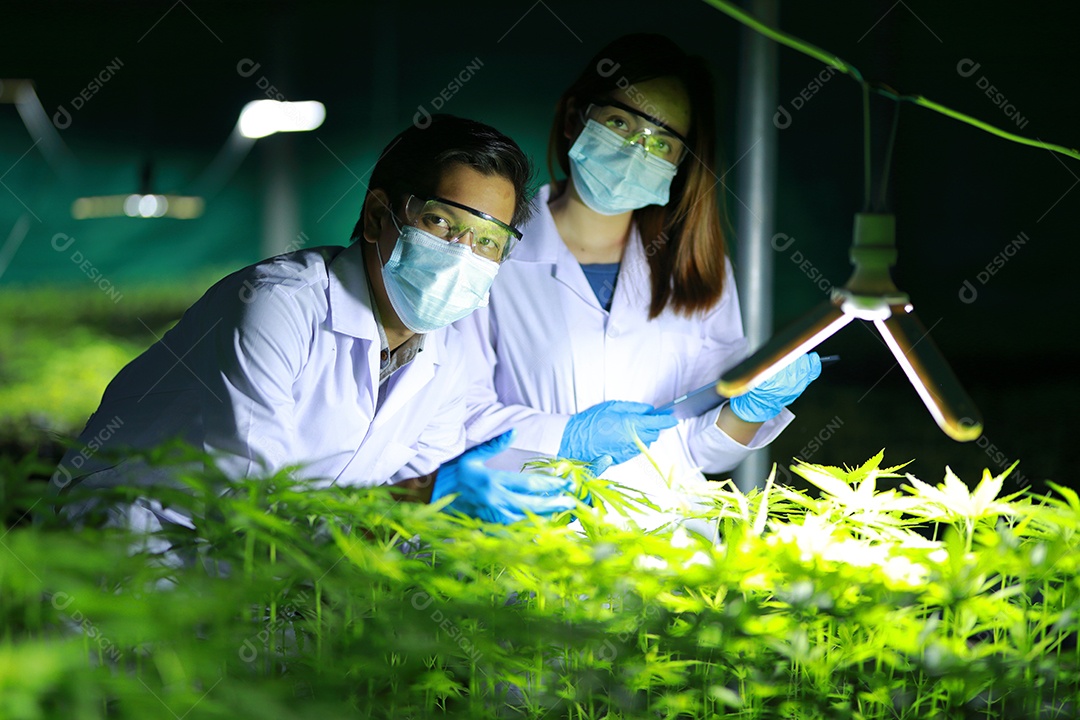 Cientistas analisando cannabis