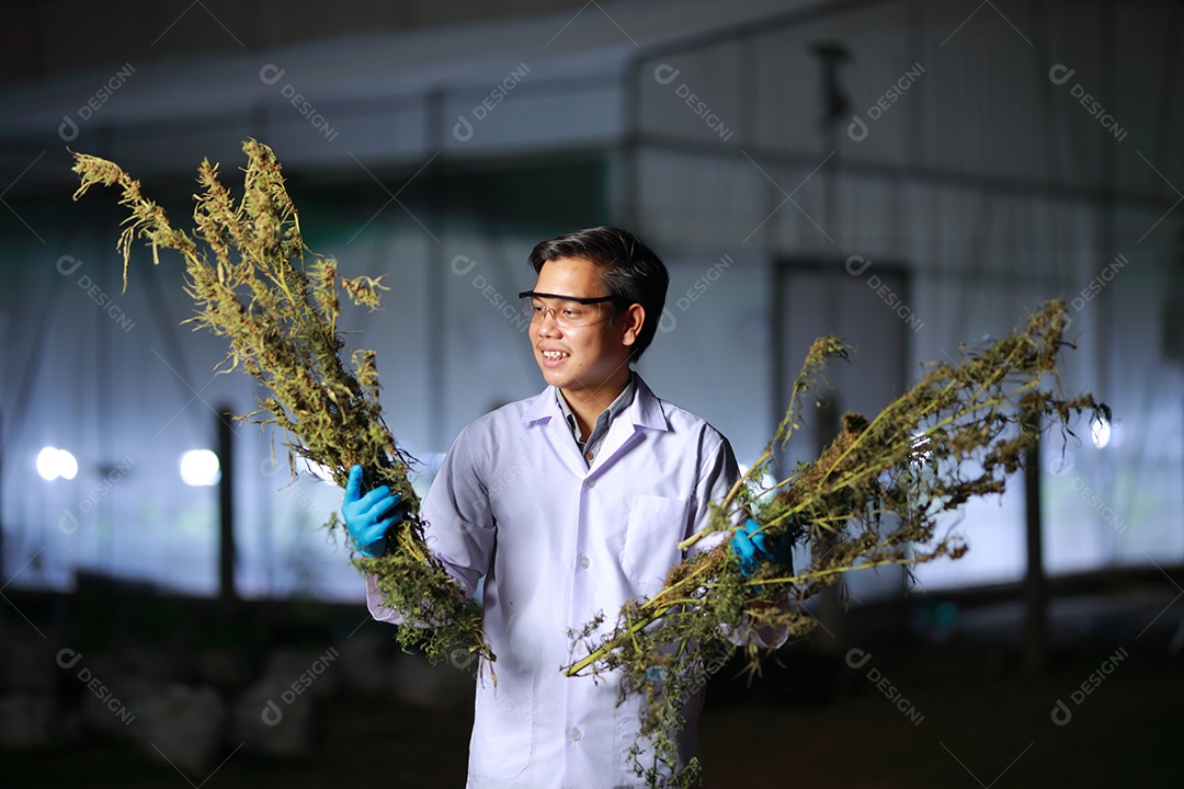Cientistas analisando cannabis