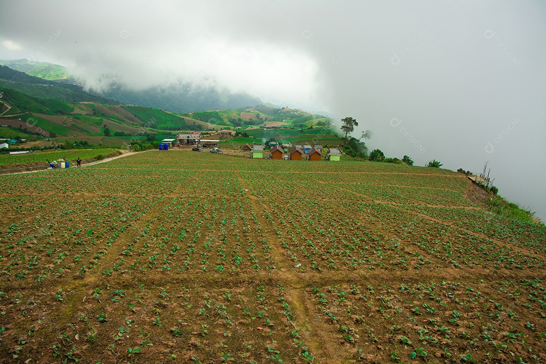 Paisagem da área agrícola na montanha, na Tailândia