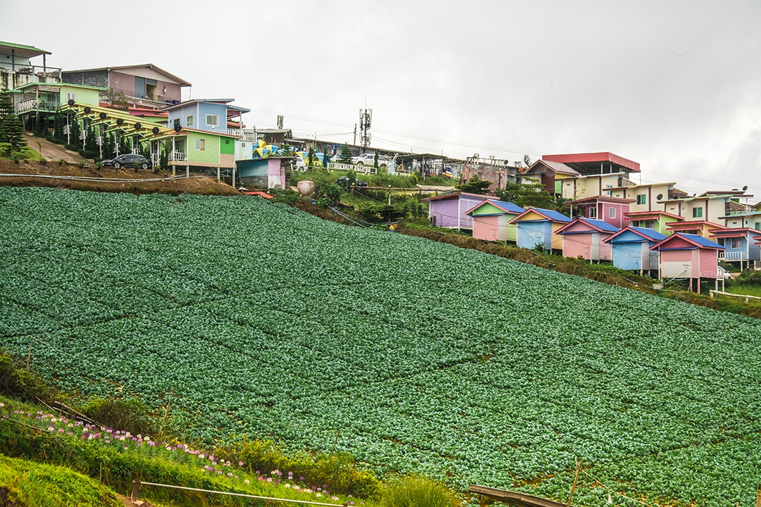 Paisagem da área agrícola na montanha, na Tailândia