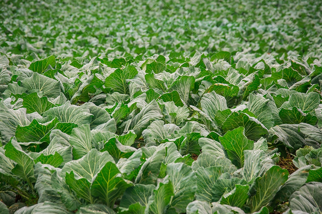 Repolho que cresce no jardim.