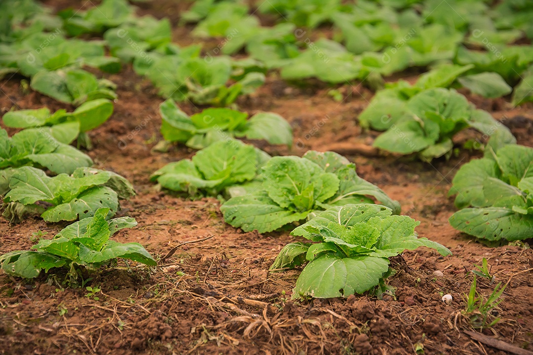 Repolho que cresce no jardim.