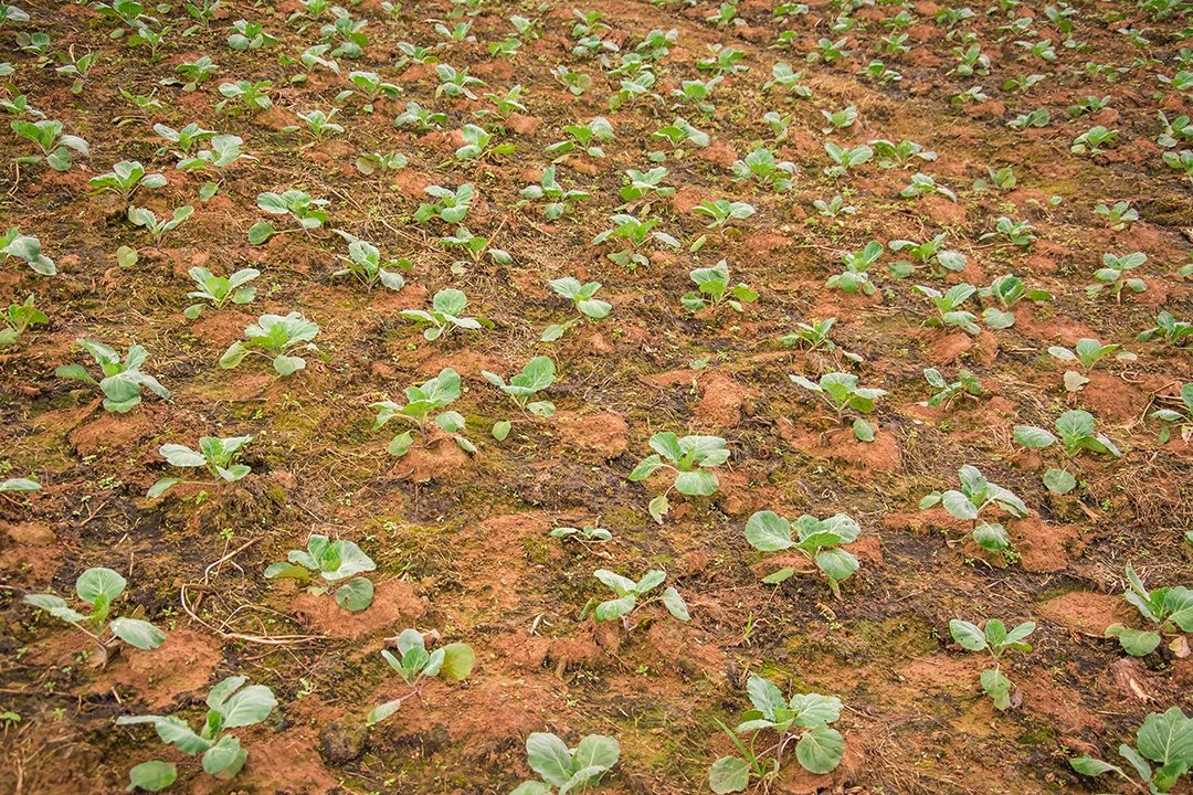 Repolho que cresce no jardim.