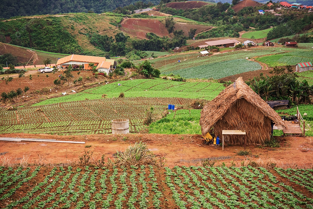 Repolho que cresce no jardim.