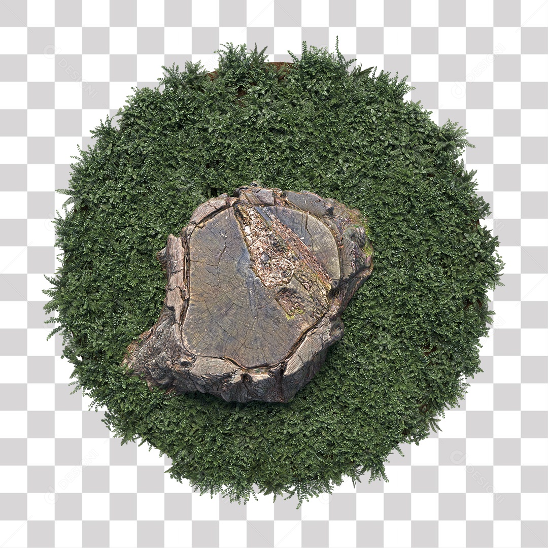 Tronco de árvore Planta PNG Transparente