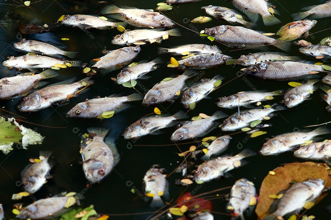 peixes mortos flutuavam na água escura, poluição da água