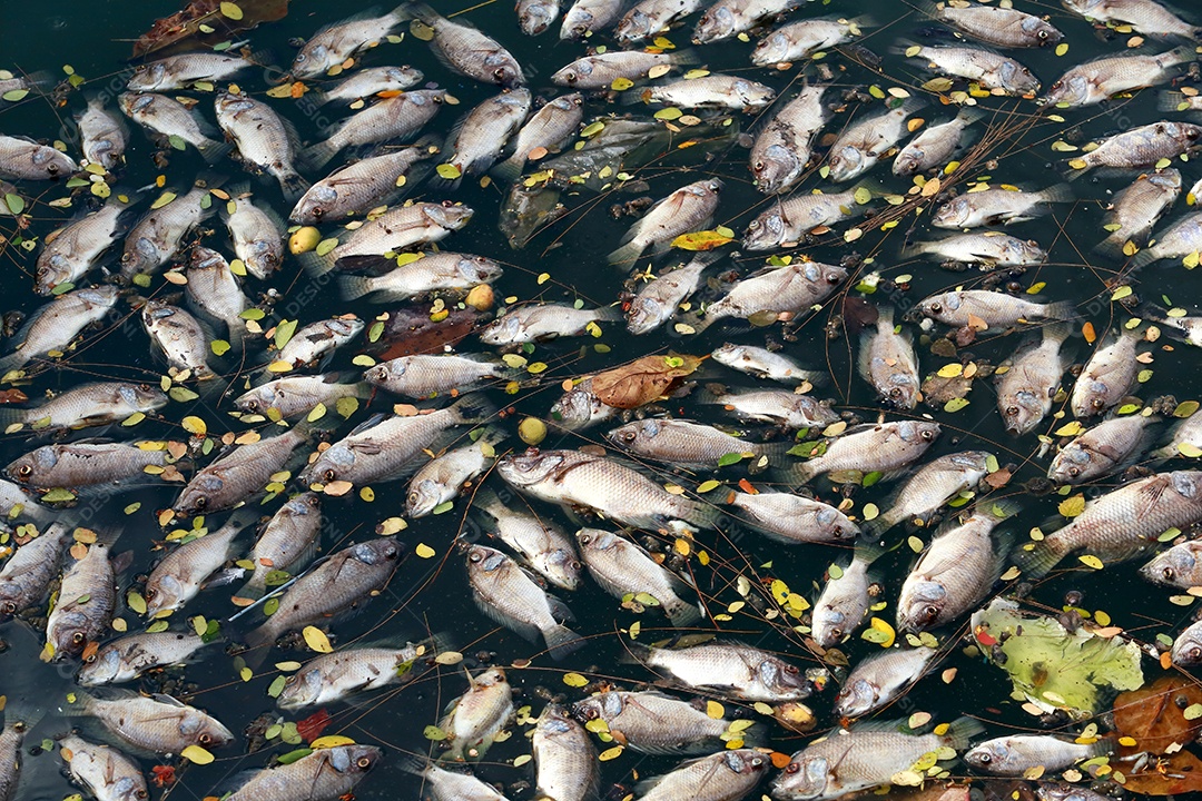 peixes mortos flutuavam na água escura, poluição da água
