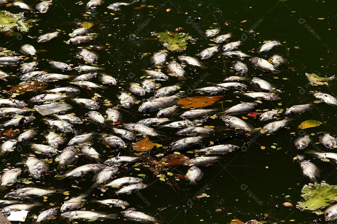 peixes mortos flutuavam na água escura, poluição da água