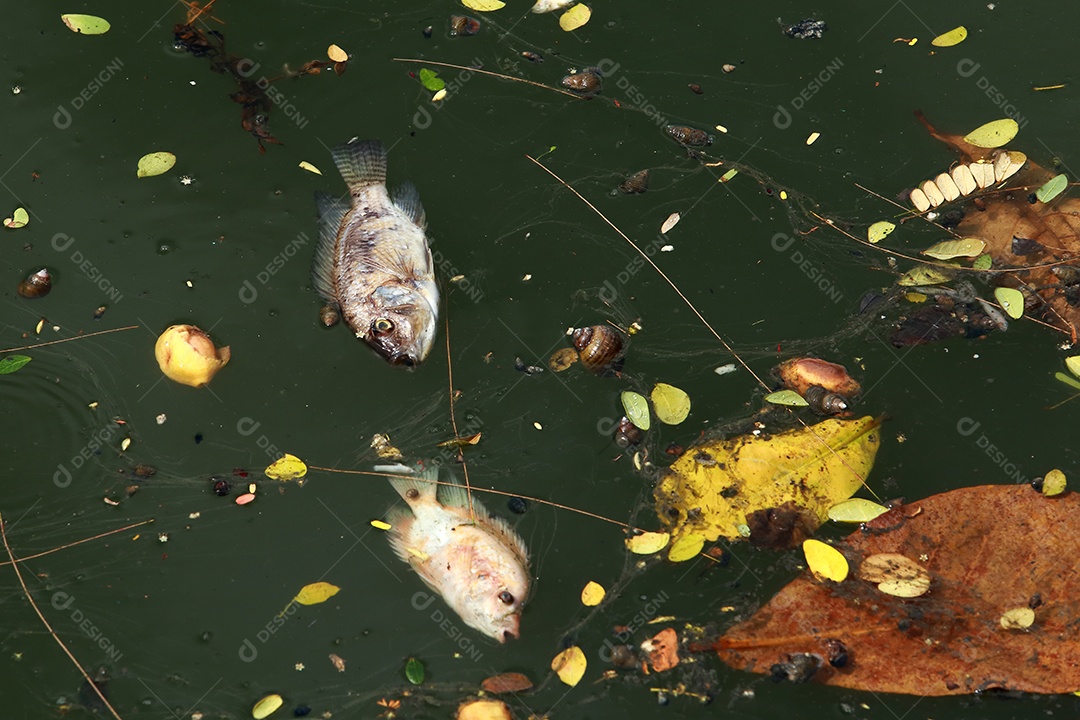 peixes mortos flutuavam na água escura, poluição da água