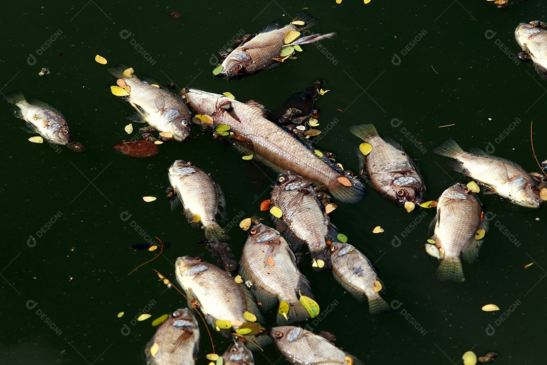 peixes mortos flutuavam na água escura, poluição da água