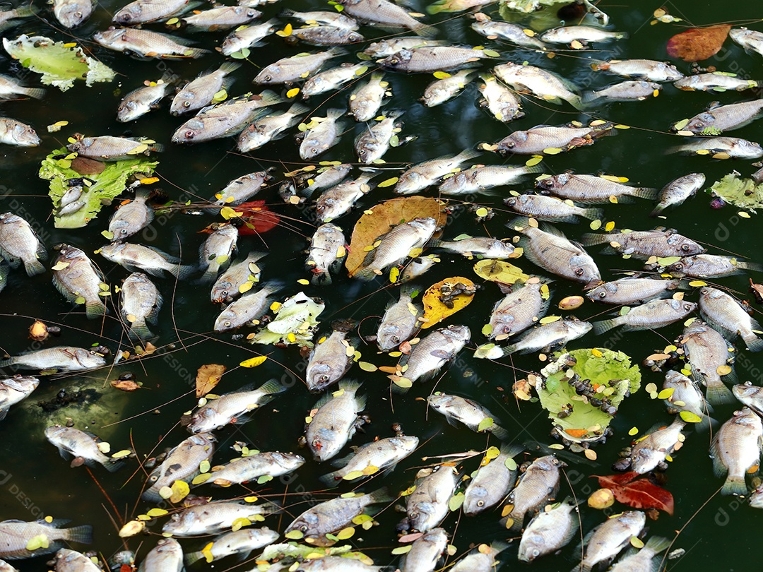 peixes mortos flutuavam na água escura, poluição da água