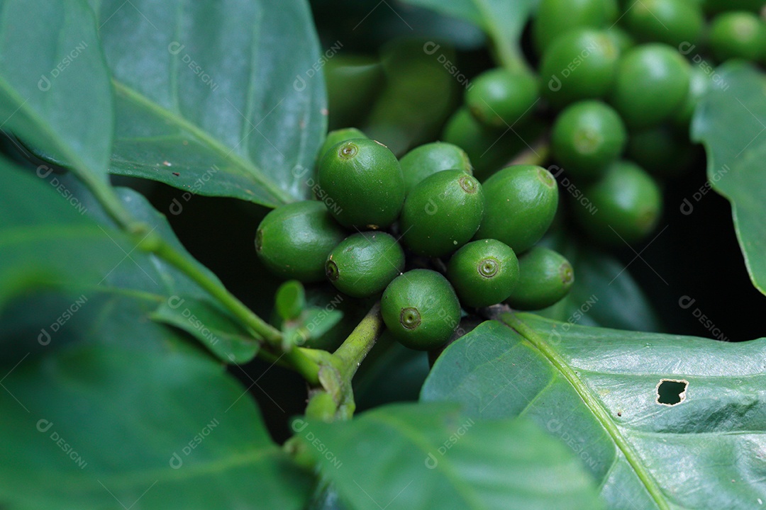 grãos de café no galho