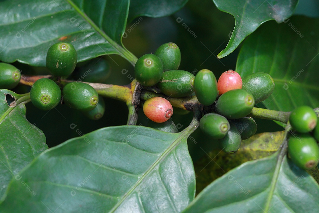 grãos de café no galho