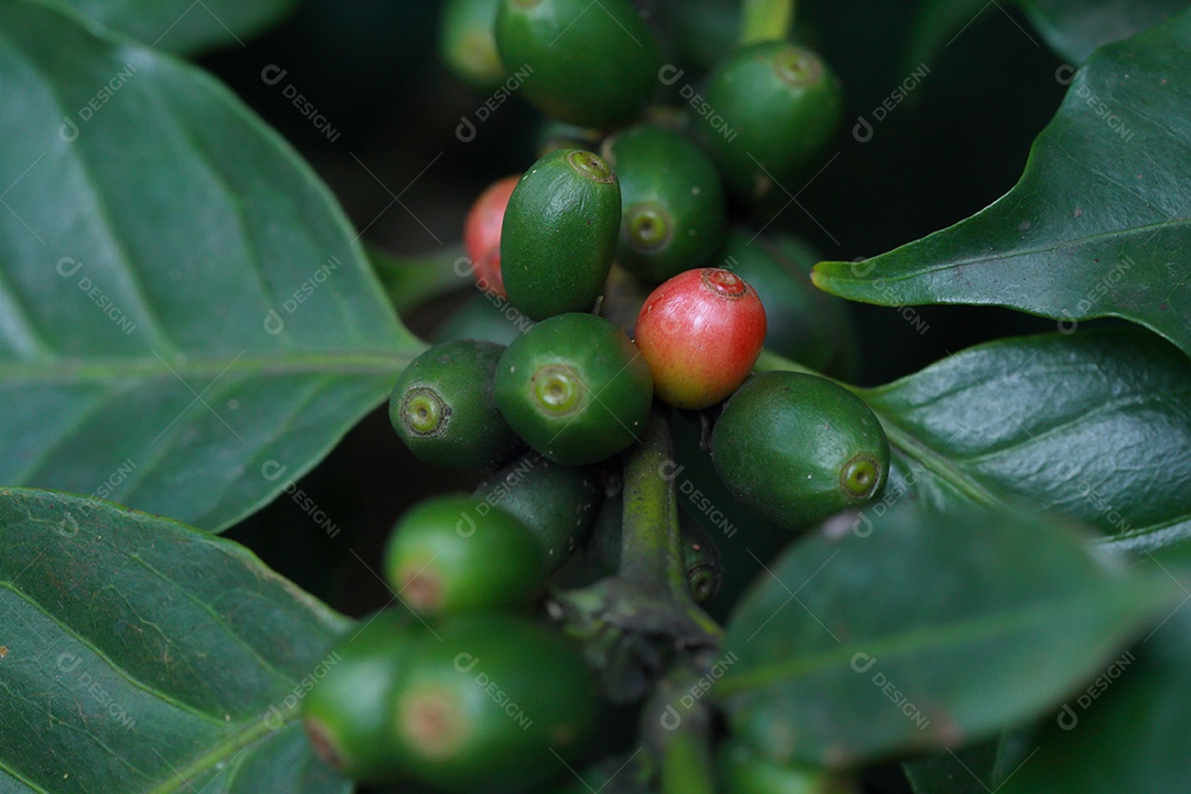 grãos de café no galho