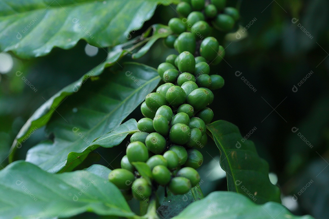 grãos de café no galho