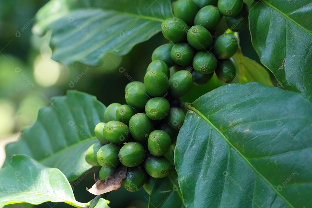 grãos de café no galho
