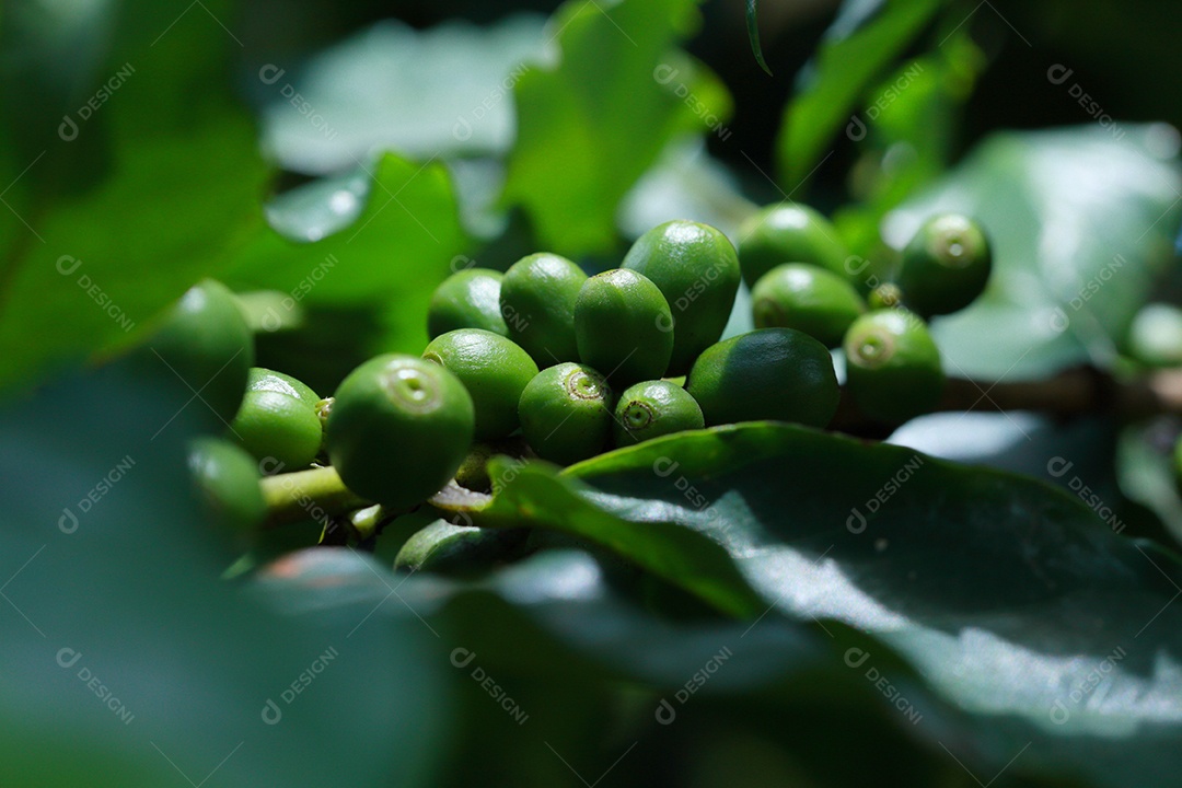 grãos de café no galho