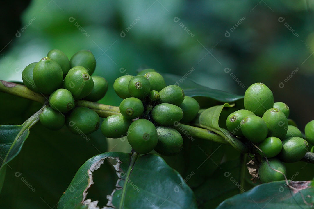 grãos de café no galho