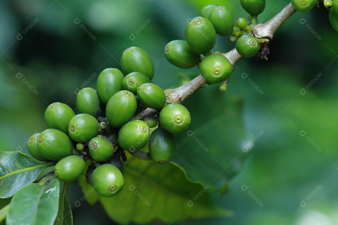 grãos de café no galho