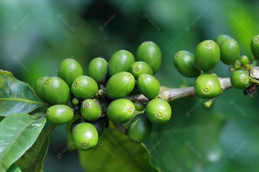 grãos de café no galho