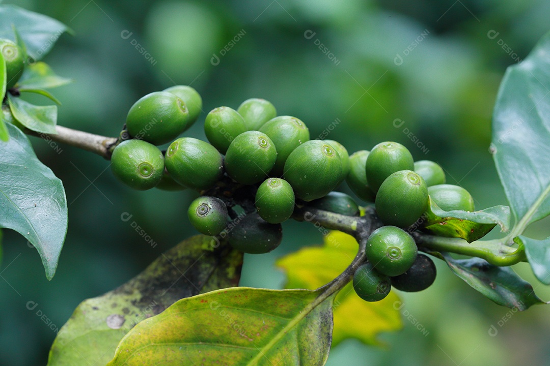 grãos de café no galho