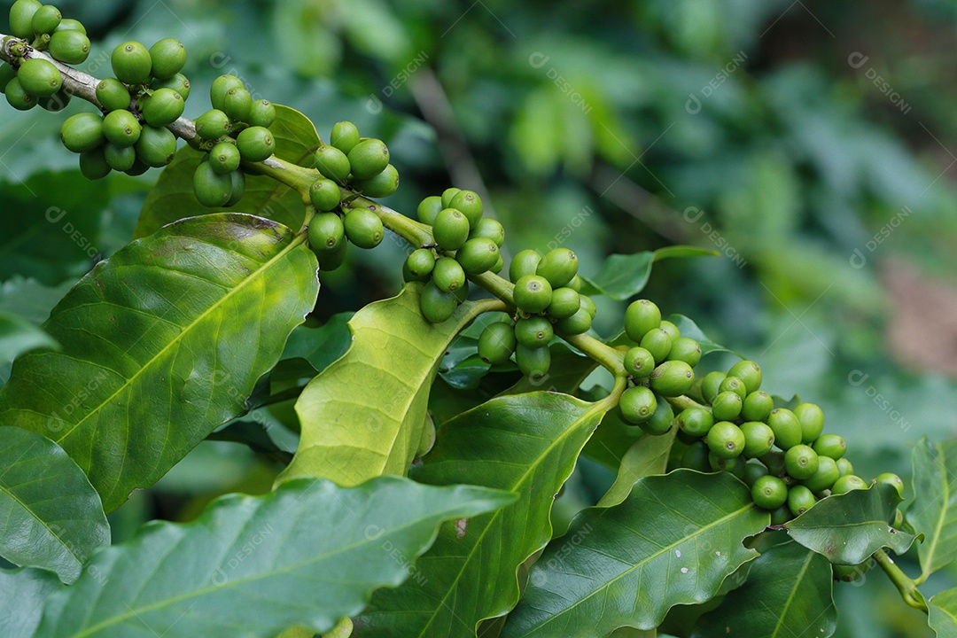 grãos de café no galho