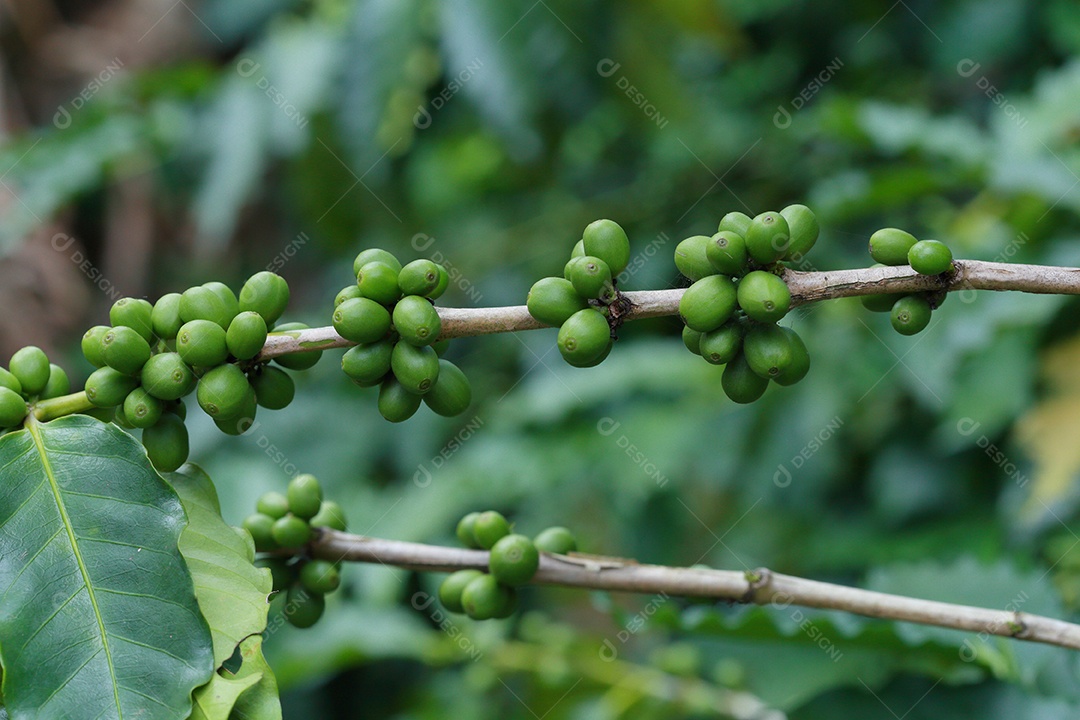 grãos de café no galho