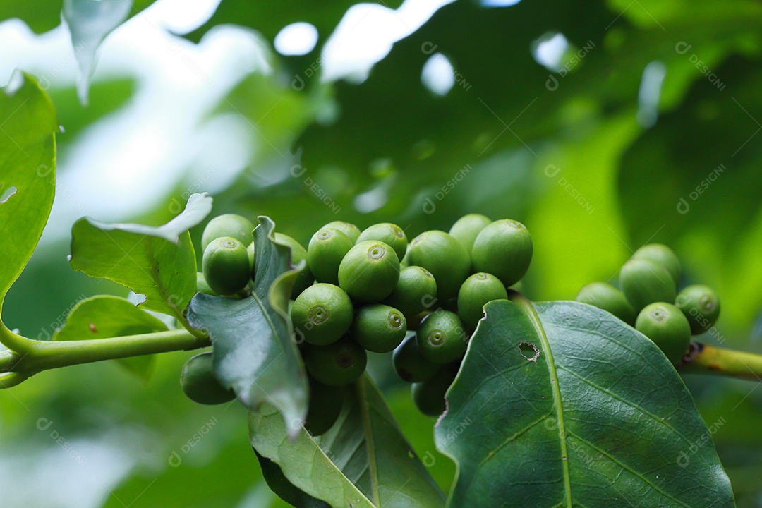 grãos de café no galho